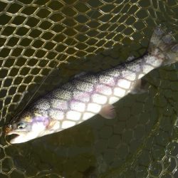 大安トラウトレイク釣果